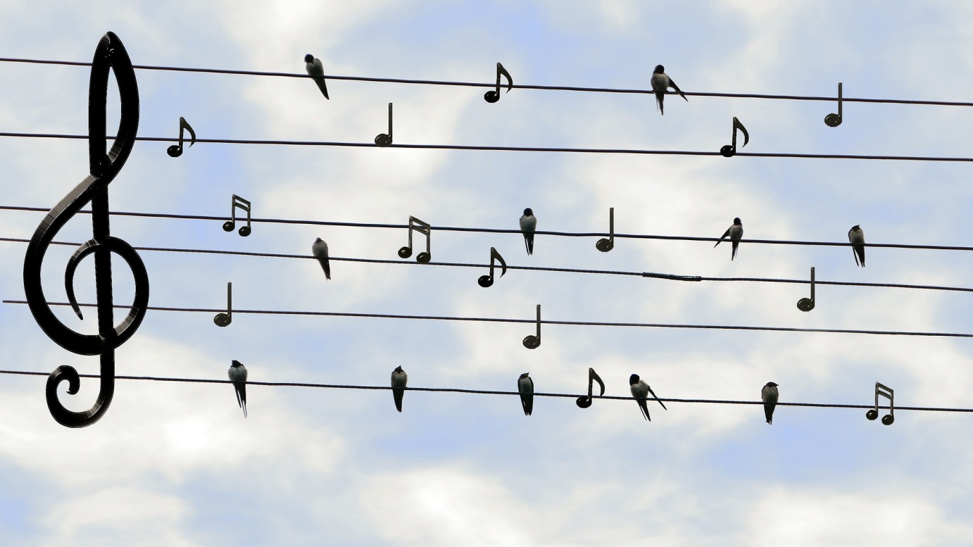 birds